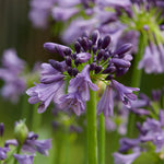 Agapanthus Everpanthus Poppin' Purple x 5 Pack - 5cm Plug Plants For Sale FREE P&P