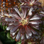 Aeonium arboreum Schwarzkopff Plants - Pack of 3 - 5cm Plants - FREE Delivery