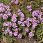 Armeria juniperifolia 'Bevan's Variety' x 5 Pack - 3cm Plants For Sale