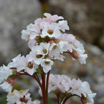 Bergenia Snow Crystal Plants x 3 Pack - 5cm Plants For Sale FREE P&P