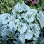 Brunnera Alexander's Great perennial x 3 Pack - 5cm Plants For Sale FREE P&P
