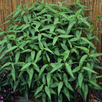 Persicaria Vietnamese Coriander Herb 9 Pack - 3cm Plug Plants For Sale FREE P&P