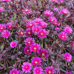 Delosperma Desert Dancers Purple x 9 Pack - 3cm Plug Plants For Sale