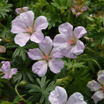 Geranium Pink Pouffe Plants x 3 Pack - 5cm Plants For Sale FREE P&P