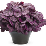 Heuchera Wild Rose Plants x 5 Pack - 5cm Plug Plants For Sale FREE P&P