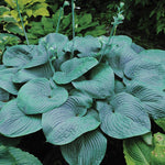 Hosta Shadowland Humpback Whale x 3 Pack - 5cm Plants For Sale FREE P&P