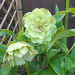 Hellebore Double Green Plants x 3 Pack - 5cm Plants For Sale FREE P&P