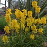 Kniphofia Lemon Popsicle Perennial x 5 Pack - 5cm Plug Plants FREE Postage