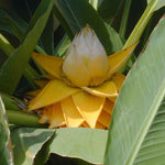 Musella lasiocarpa Exotic Plants x 3 Pack - 5cm Plants For Sale FREE P&P