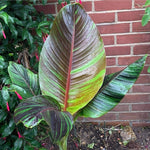Musa Sikkimensis Bengal Tiger x 5 Pack - 5cm Plug Plants For Sale FREE P&P