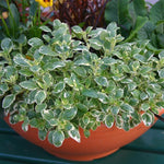 Oregano Country Cream Herb x 5 Pack - 3cm Plants FREE Postage