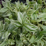 TRADESCANTIA Zebrina Blanc Perennials x 3 Pack - 7cm Plants For Sale FREE P&P