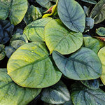 Alocasia 'Nebula Elaine' x 1 Pack - 11cm Potted Plant For Sale