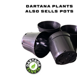 Vinca minor Bowles Purple - Pack of 5 - Jumbo Plug Plants - FREE Delivery