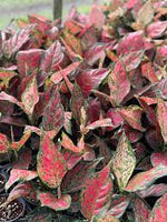 Aglaonema Dang Mongkol x 5 Pack - 4/4cm JUMBO Plug Plants For Sale