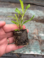 Penstemon Pensham Plum Jerkum x 3 Pack - 7cm Plants For Sale FREE P&P