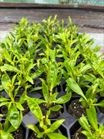 Penstemon Czar Perennial Plants x 5 Pack - 5cm Plug Plants For Sale FREE P&P