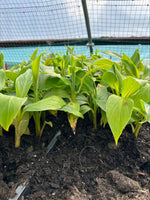 Musa Sikkimensis Bengal Tiger x 3 Pack - 5cm Plants For Sale FREE P&P