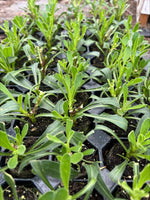 Osteospermum Jucundum Compactum Plants x 3 Pack - 5cm Plants FREE P&P