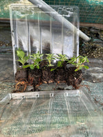 Caryopteris First Blue Shrub x 5 Pack - 5cm Plug Plants For Sale FREE Postage (Copy)