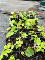 RODGERSIA aesculifolia - x 3 Pack - 7cm Plants For Sale