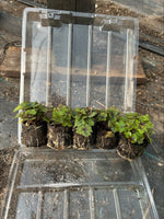 Tiarella Pink Skyrocket Perennial x 5 Pack - 5cm Plug Plants For Sale FREE P&P