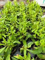 Penstemon King George Perennial x 3 Pack - 7cm Plants For Sale FREE P&P