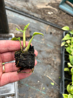 Aglaonema Dang Mongkol x 5 Pack - 4/4cm JUMBO Plug Plants For Sale