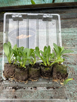 Osteospermum In The Pink x 5 Pack - 5cm Plug Plants For Sale FREE P&P