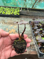 Colocasia Black Coral Plants 3 Pack - 5cm Plants For Sale - FREE P&P