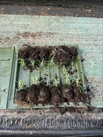 Rosemary Miss Jessopp’s Upright x 9 Pack - 3cmPlants For Sale FREE P&P