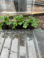 Geranium Pink Pouffe Plants x 3 Pack - 5cm Plants For Sale FREE P&P