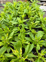 Osteospermum Sennen Sunrise Plants x 3 Pack - 5cm Plants For Sale FREE P&P