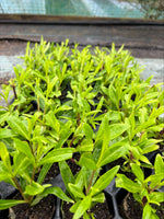 Penstemon Pensham Plum Jerkum x 3 Pack - 7cm Plants For Sale FREE P&P