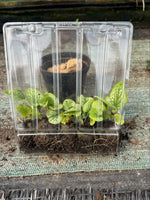 Brunnera Alexander's Great Plants x 5 Pack - 5cm Plug Plants For Sale FREE P&P