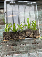 Penstemon Czar Perennial Plants x 5 Pack - 5cm Plug Plants For Sale FREE P&P