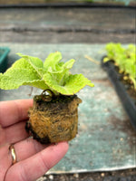 Foxglove 'Snow Thimble' (Digitalis)- Pack of 5 - 5cm Plug Plants For Sale FREE P&P