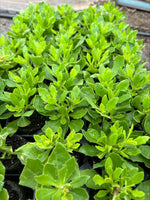Osteospermum SummerSmile™ 'White' x 3 Pack - 5cm Plants For Sale