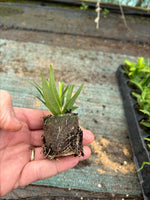 Penstemon Amelia Jane Plants x 3 Pack - 3cm Plants For Sale FREE P&P