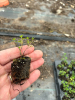 Thyme citriodorus Lemon Herb x 5 Pack - 3cm Plug Plants FREE Postage