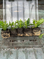 Penstemon Fujiyama Perennial Plants x 5 Pack - 5cm Plug Plants For Sale FREE P&P