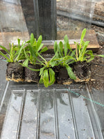 Osteospermum Lady Leitrim Perennial x 5 Pack - 5cm Plug Plants For Sale FREE P&P