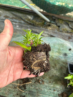 Penstemon Burgundy Perennial Plants 3 Pack - 5cm Plants For Sale FREE P&P