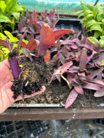 TRADESCANTIA Purple Sabre Plants x 5 Pack - 5cm Plug Plants For Sale FREE P&P