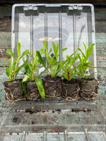 Penstemon Pensham Plum Jerkum x 3 Pack - 7cm Plants For Sale FREE P&P