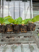 Bergenia Snow Crystal Perennials x 5 Pack - 5cm Plug Plants For Sale FREE P&P