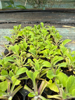 Foxglove Pam's Choice Perennials 3 x 5cm Plants For Sale FREE P&P