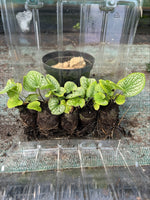 Brunnera Alexander's Great Plants x 5 Pack - 5cm Plug Plants For Sale FREE P&P