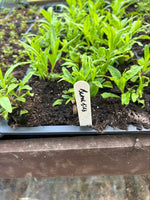 Penstemon Blackbird Perennial Plant 3 Pack - 5cm Plants For Sale FREE P&P