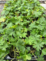 Geranium Pink Pouffe Plants x 3 Pack - 5cm Plants For Sale FREE P&P